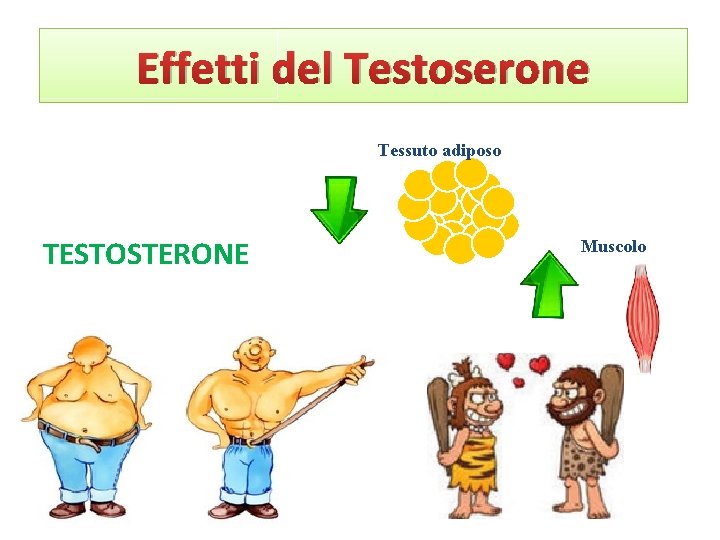 Effetti del Testoserone Tessuto adiposo TESTOSTERONE Muscolo 