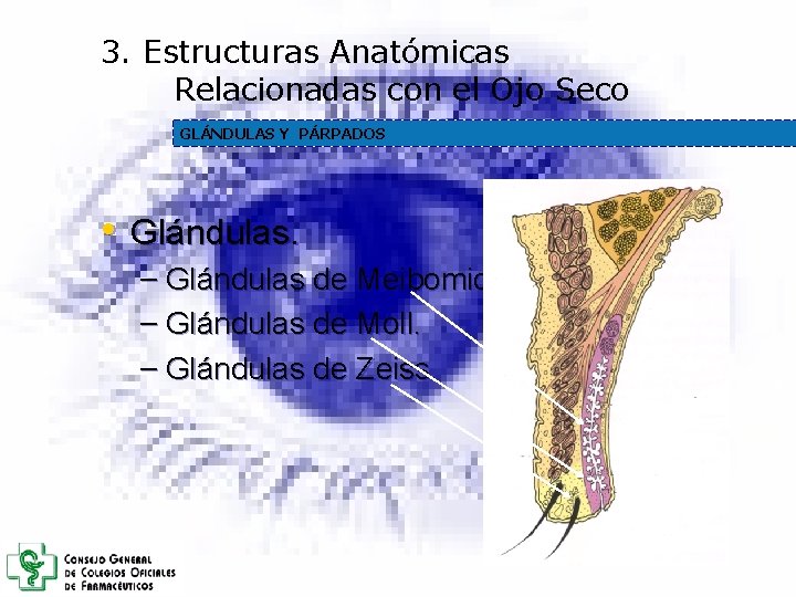 3. Estructuras Anatómicas Relacionadas con el Ojo Seco GLÁNDULAS Y PÁRPADOS • Glándulas. – 3. Estructuras Anatómicas Relacionadas con el Ojo Seco GLÁNDULAS Y PÁRPADOS • Glándulas. –
