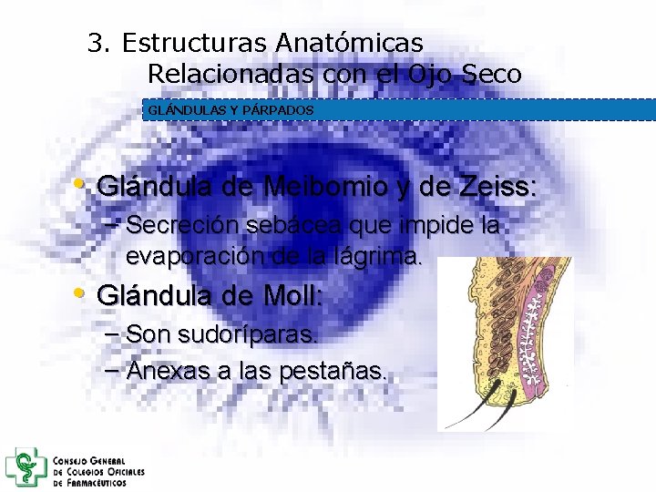 3. Estructuras Anatómicas Relacionadas con el Ojo Seco GLÁNDULAS Y PÁRPADOS • Glándula de 3. Estructuras Anatómicas Relacionadas con el Ojo Seco GLÁNDULAS Y PÁRPADOS • Glándula de