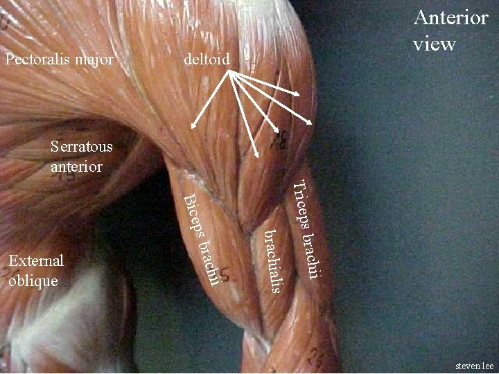 Pectoralis major Anterior view deltoid Serratous anterior Triceps brachii brachialis achii ps br Bice
