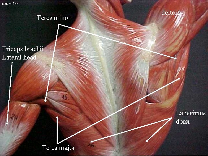 steven lee Teres minor deltoid Triceps brachii Lateral head Latissimus dorsi Teres major 
