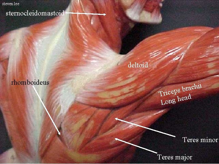 steven lee sternocleidomastoid deltoid rhomboideus ii h c a r b s Tricep ad