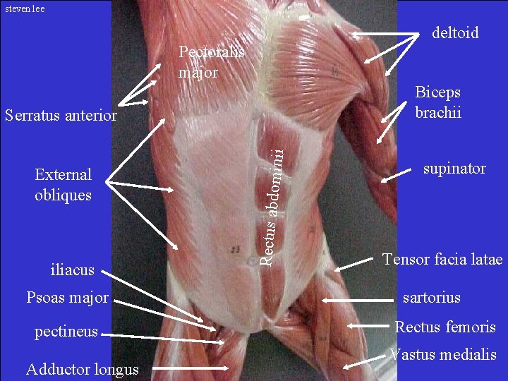 steven lee deltoid Pectoralis major Biceps brachii External obliques iliacus Psoas major pectineus Adductor