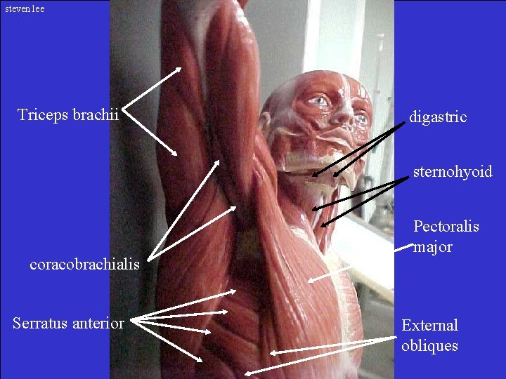 steven lee Triceps brachii digastric sternohyoid coracobrachialis Serratus anterior Pectoralis major External obliques 