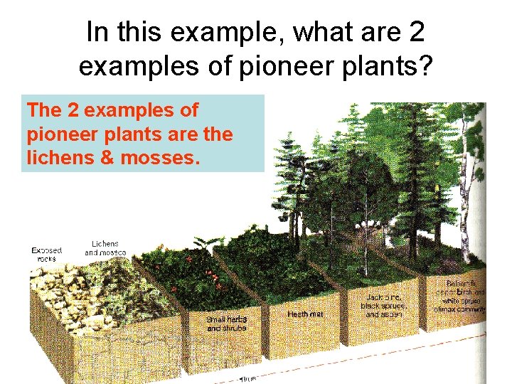 In this example, what are 2 examples of pioneer plants? The 2 examples of