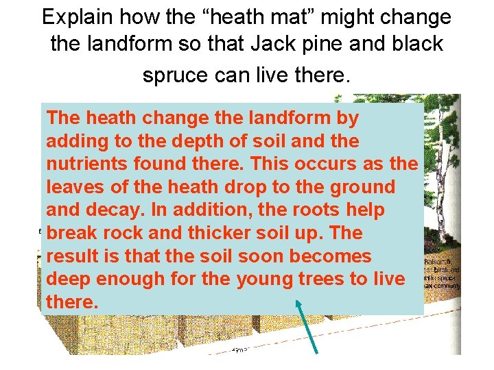 Explain how the “heath mat” might change the landform so that Jack pine and