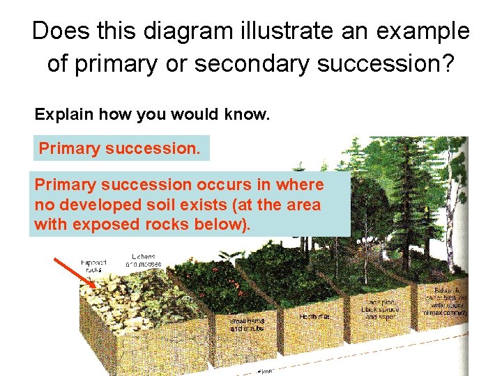 Does this diagram illustrate an example of primary or secondary succession? Explain how you