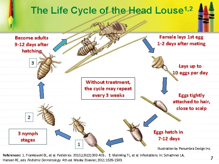 The Life Cycle of the Head Louse 1, 2 Female lays 1 st egg