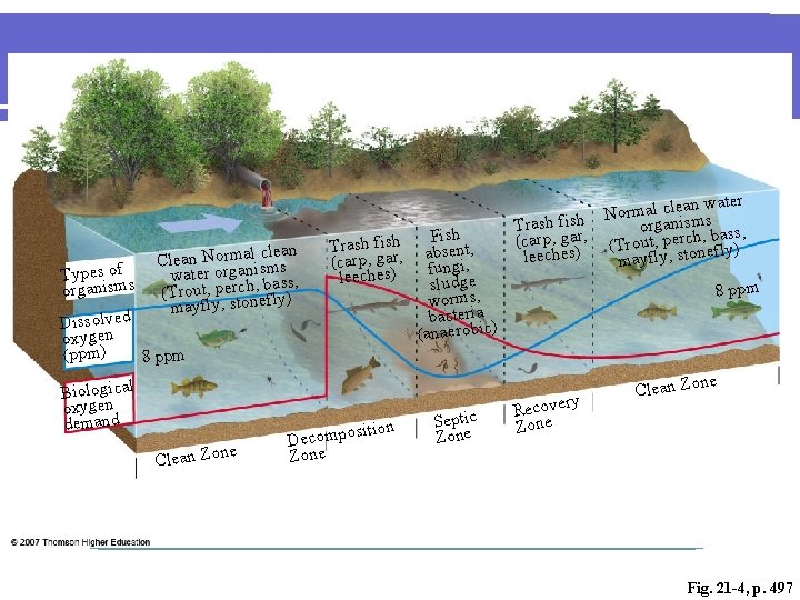 clean Clean Normanlisms water orga , bass, (Trout, perchnefly) mayfly, sto Types of organisms