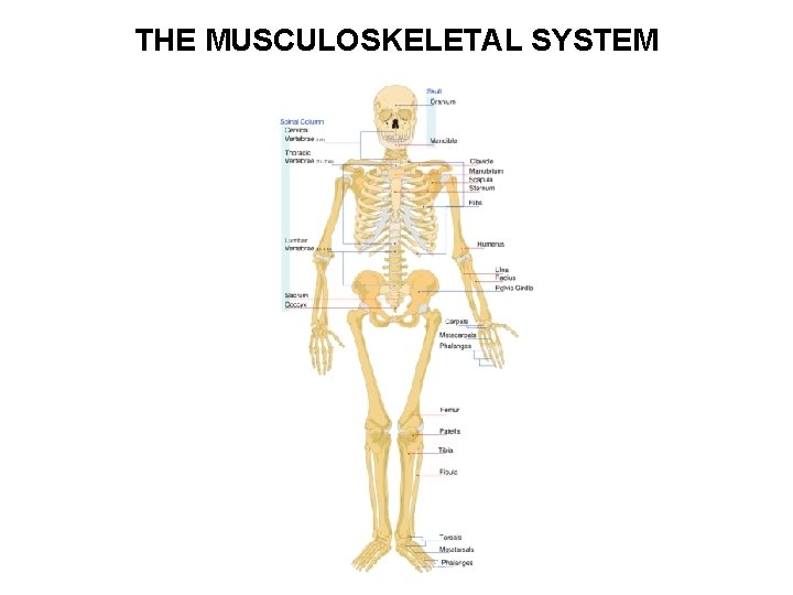 THE MUSCULOSKELETAL SYSTEM 