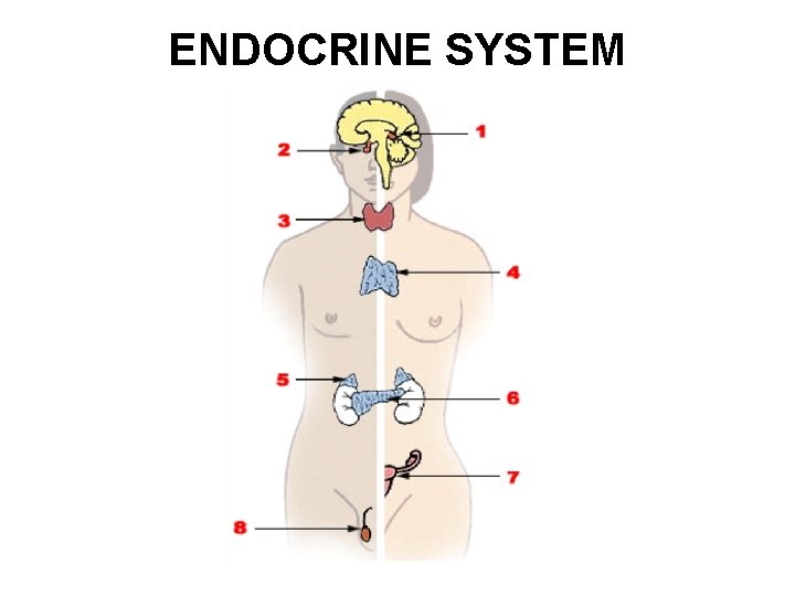 ENDOCRINE SYSTEM 