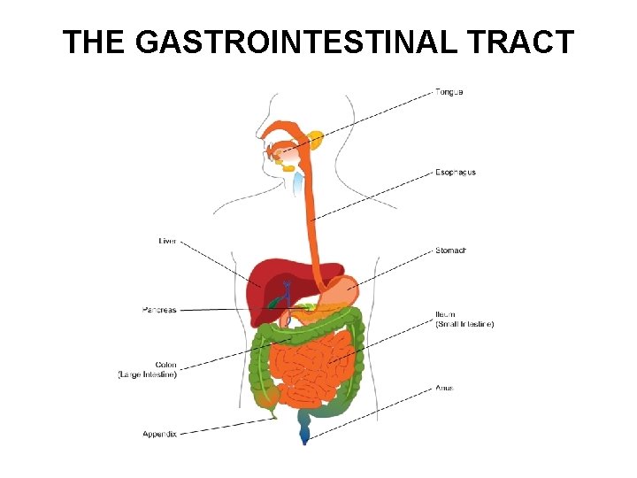 THE GASTROINTESTINAL TRACT 