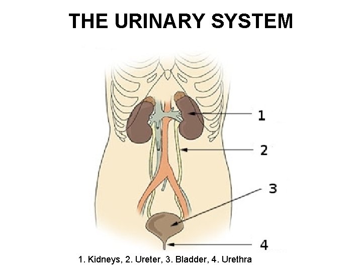 THE URINARY SYSTEM 1. Kidneys, 2. Ureter, 3. Bladder, 4. Urethra 