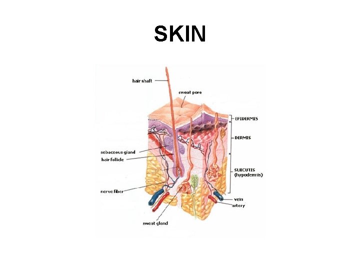 SKIN 