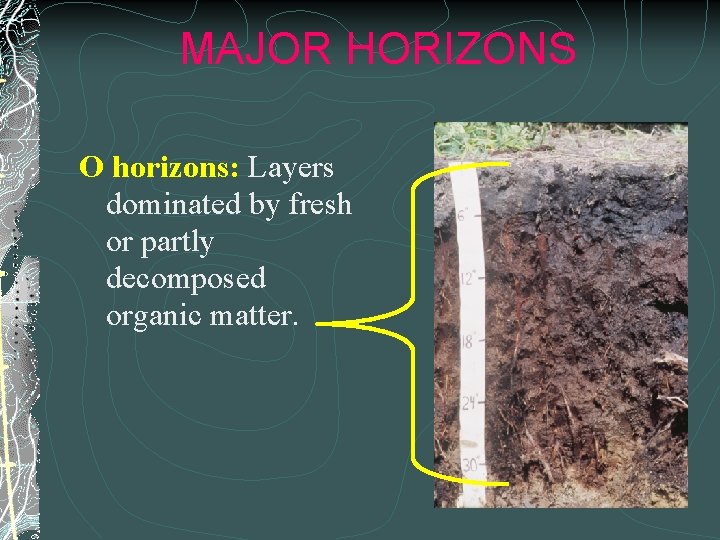 MAJOR HORIZONS O horizons: Layers dominated by fresh or partly decomposed organic matter. 