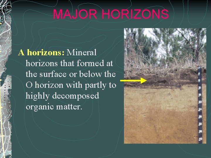 MAJOR HORIZONS A horizons: Mineral horizons that formed at the surface or below the