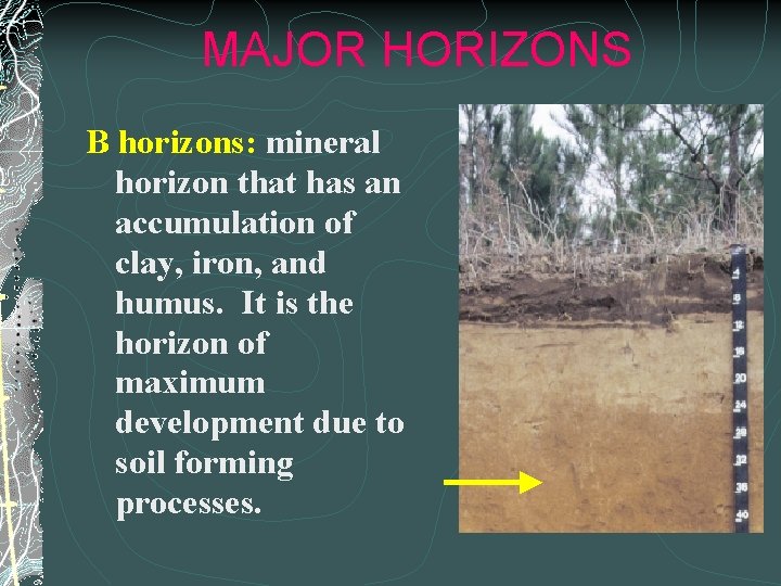 MAJOR HORIZONS B horizons: mineral horizon that has an accumulation of clay, iron, and