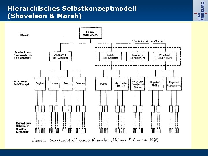 Hierarchisches Selbstkonzeptmodell (Shavelson & Marsh) 