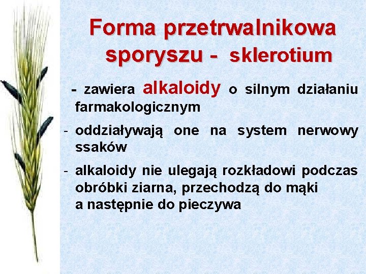 Forma przetrwalnikowa sporyszu - sklerotium - zawiera alkaloidy o silnym działaniu farmakologicznym - oddziaływają Forma przetrwalnikowa sporyszu - sklerotium - zawiera alkaloidy o silnym działaniu farmakologicznym - oddziaływają