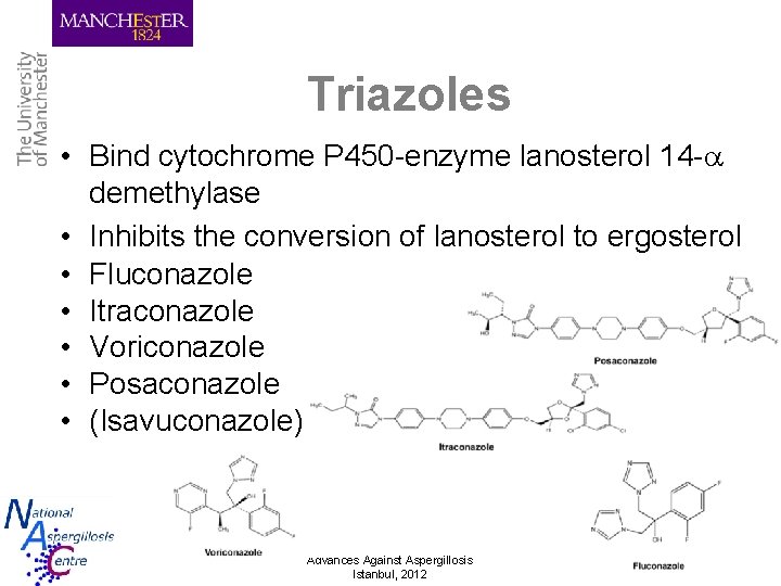 Triazoles • Bind cytochrome P 450 -enzyme lanosterol 14 - demethylase • Inhibits the