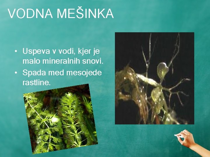 VODNA MEŠINKA • Uspeva v vodi, kjer je malo mineralnih snovi. • Spada med