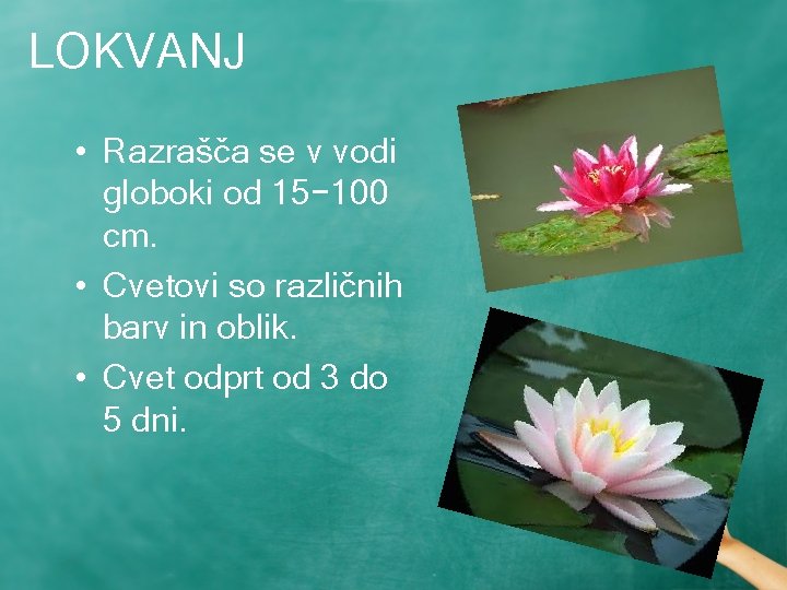 LOKVANJ • Razrašča se v vodi globoki od 15− 100 cm. • Cvetovi so