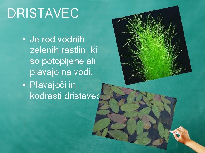DRISTAVEC • Je rod vodnih zelenih rastlin, ki so potopljene ali plavajo na vodi.