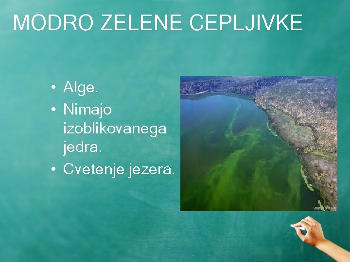 MODRO ZELENE CEPLJIVKE • Alge. • Nimajo izoblikovanega jedra. • Cvetenje jezera. 