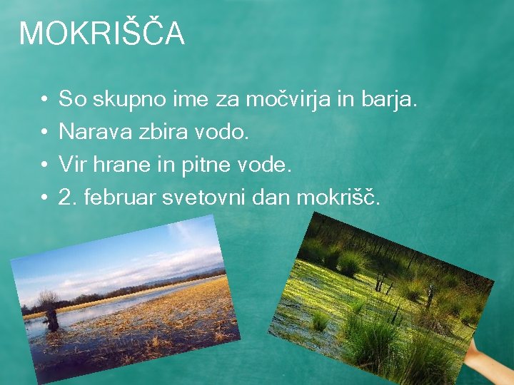 MOKRIŠČA • • So skupno ime za močvirja in barja. Narava zbira vodo. Vir