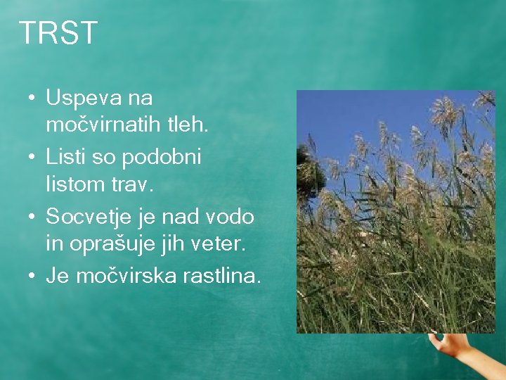 TRST • Uspeva na močvirnatih tleh. • Listi so podobni listom trav. • Socvetje