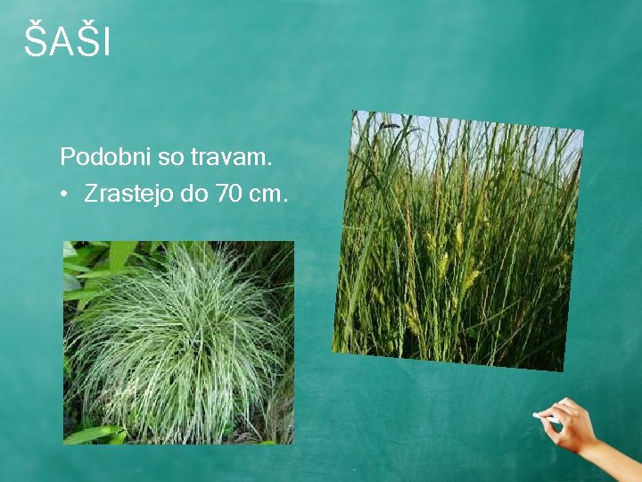 ŠAŠI Podobni so travam. • Zrastejo do 70 cm. 