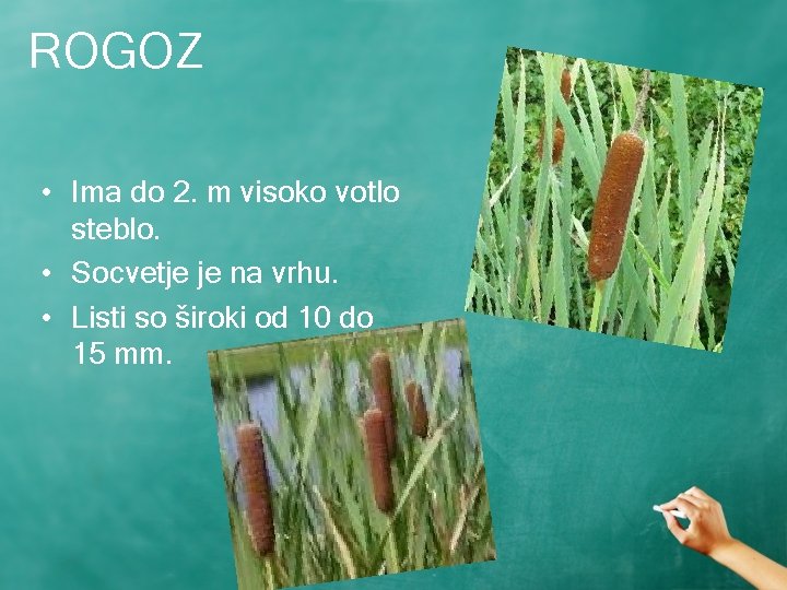 ROGOZ • Ima do 2. m visoko votlo steblo. • Socvetje je na vrhu.