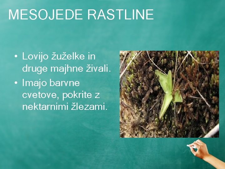 MESOJEDE RASTLINE • Lovijo žuželke in druge majhne živali. • Imajo barvne cvetove, pokrite