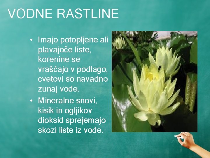 VODNE RASTLINE • Imajo potopljene ali plavajoče liste, korenine se vraščajo v podlago, cvetovi