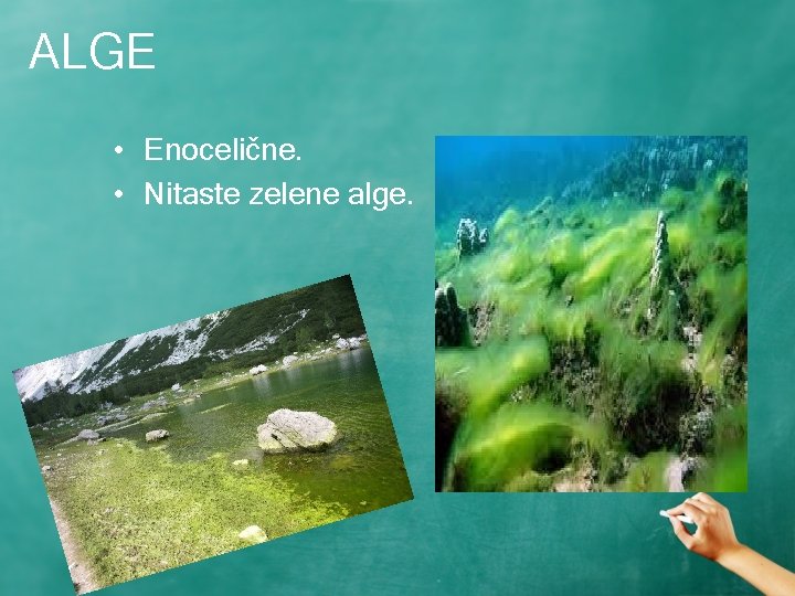 ALGE • Enocelične. • Nitaste zelene alge. 