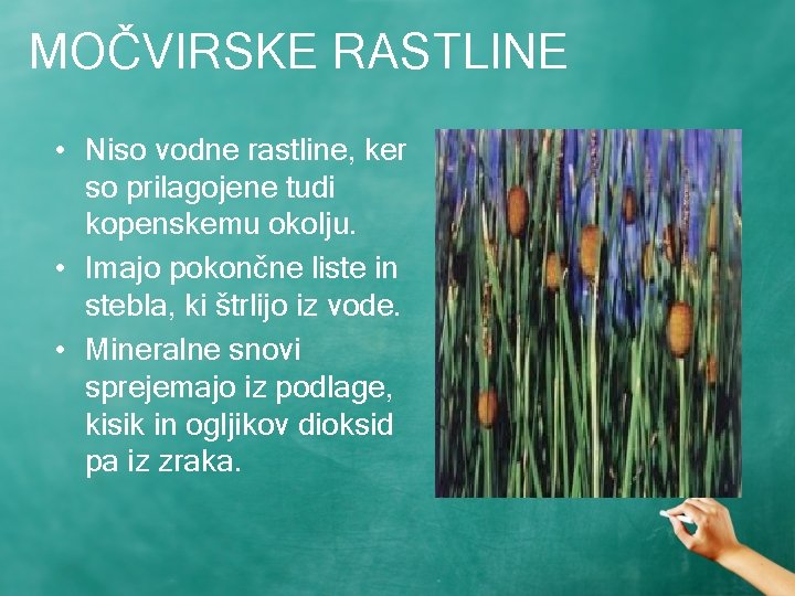 MOČVIRSKE RASTLINE • Niso vodne rastline, ker so prilagojene tudi kopenskemu okolju. • Imajo