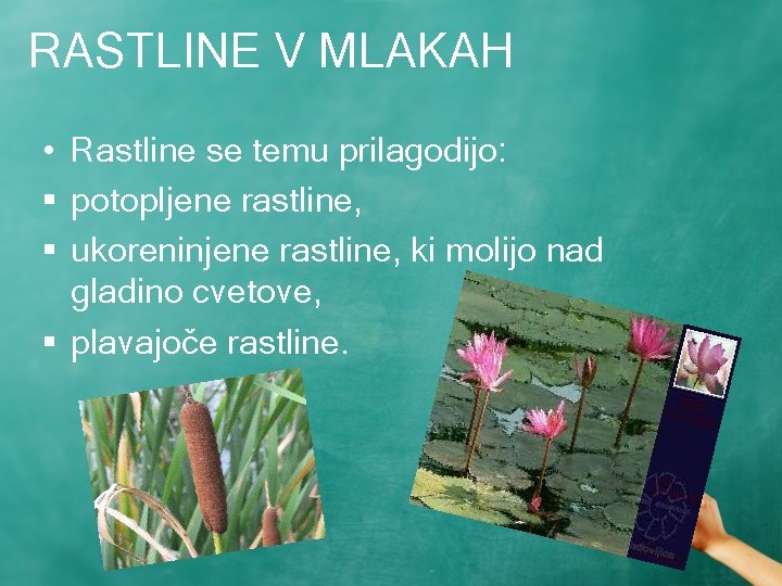 RASTLINE V MLAKAH • Rastline se temu prilagodijo: § potopljene rastline, § ukoreninjene rastline,