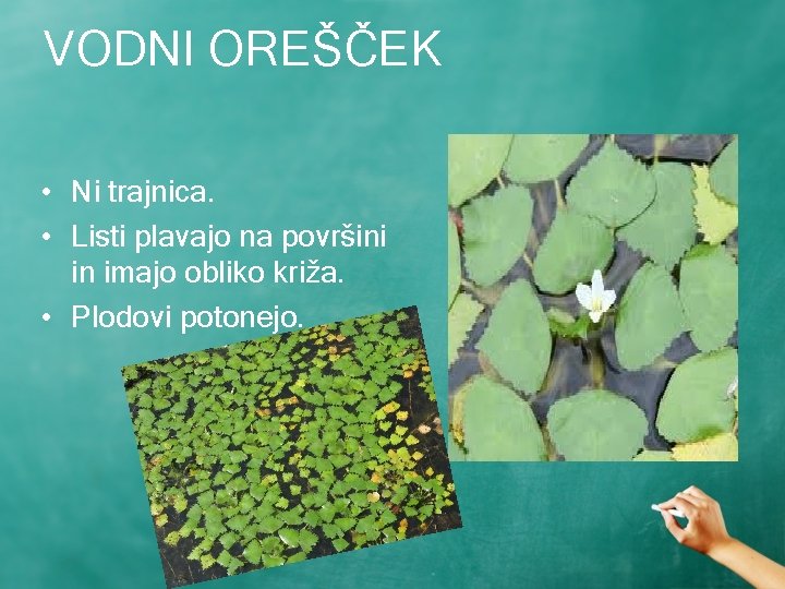 VODNI OREŠČEK • Ni trajnica. • Listi plavajo na površini in imajo obliko križa.