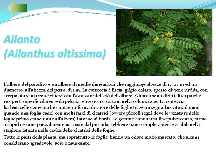 Ailanto (Ailanthus altissima) L'albero del paradiso è un albero di medie dimensioni che raggiunge
