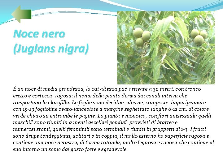 Noce nero (Juglans nigra) È un noce di media grandezza, la cui altezza può