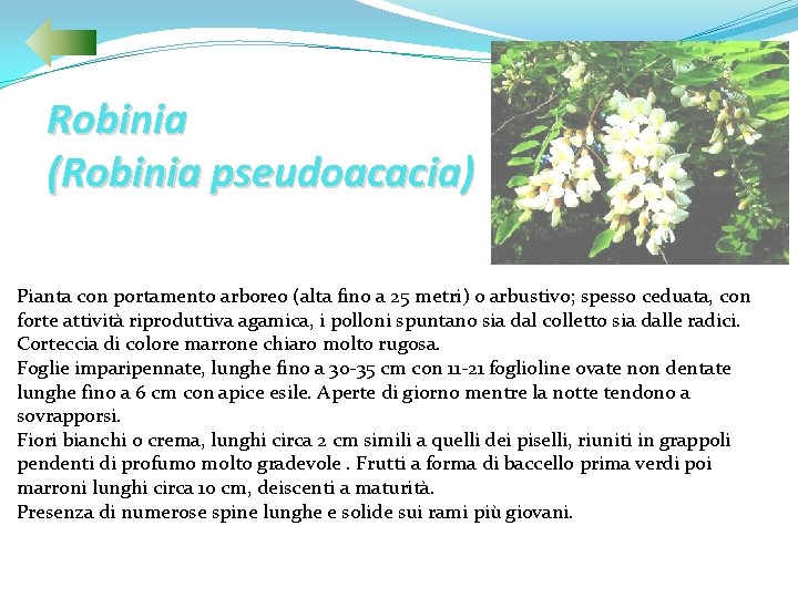 Robinia (Robinia pseudoacacia) Pianta con portamento arboreo (alta fino a 25 metri) o arbustivo;