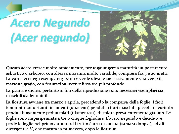 Acero Negundo (Acer negundo) Questo acero cresce molto rapidamente, per raggiungere a maturità un