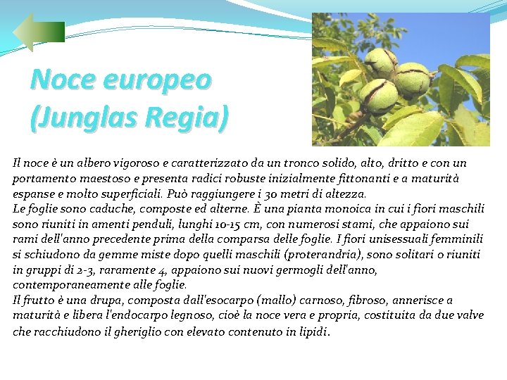 Noce europeo (Junglas Regia) Il noce è un albero vigoroso e caratterizzato da un
