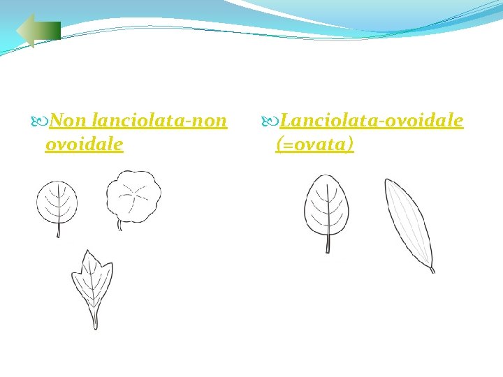  Non lanciolata-non ovoidale Lanciolata-ovoidale (=ovata) 