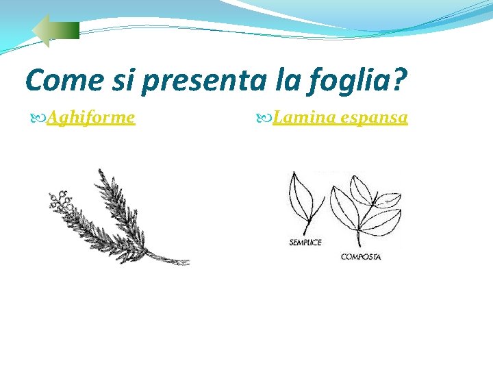 Come si presenta la foglia? Aghiforme Lamina espansa 