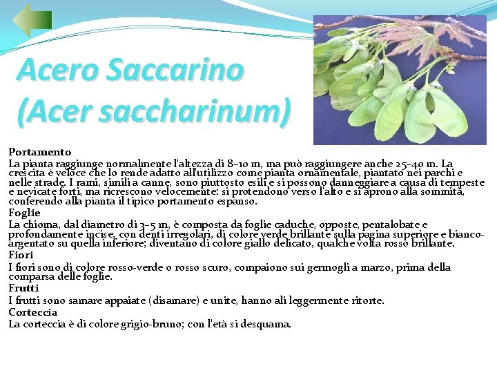 Acero Saccarino (Acer saccharinum) Portamento La pianta raggiunge normalmente l'altezza di 8– 10 m,