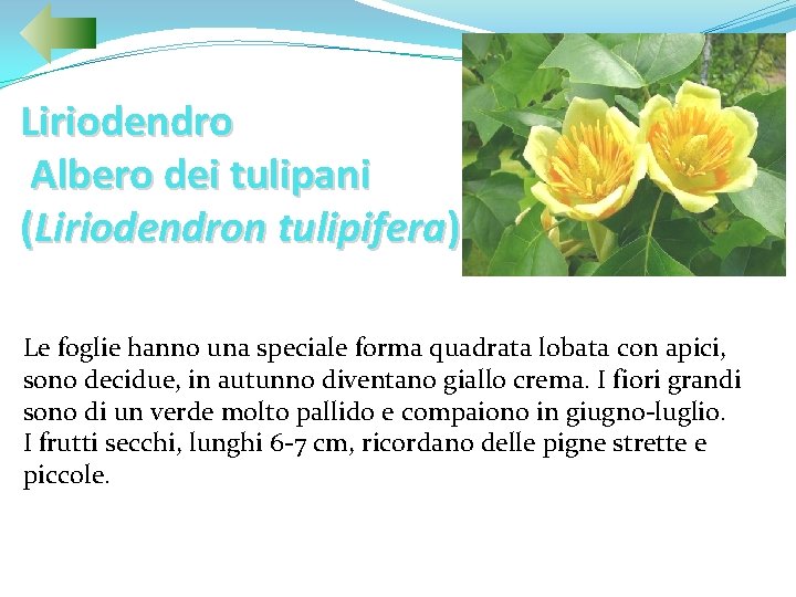 Liriodendro Albero dei tulipani (Liriodendron tulipifera) Le foglie hanno una speciale forma quadrata lobata