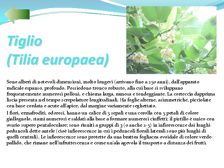 Tiglio (Tilia europaea) Sono alberi di notevoli dimensioni, molto longevi (arrivano fino a 250