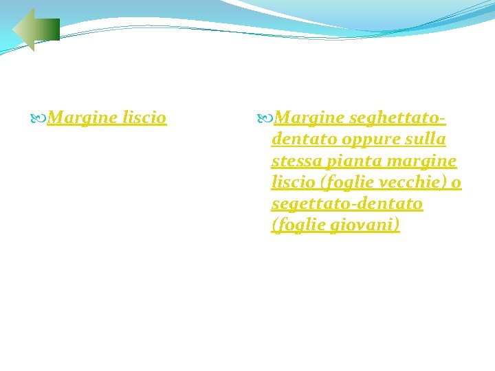  Margine liscio Margine seghettatodentato oppure sulla stessa pianta margine liscio (foglie vecchie) o