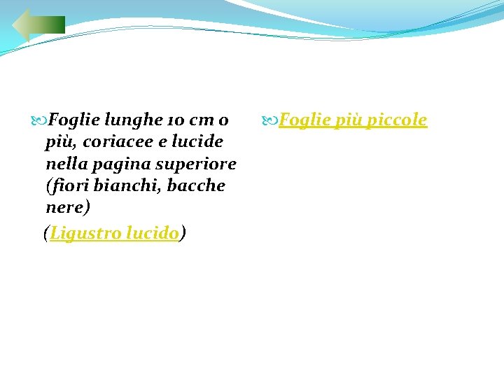  Foglie lunghe 10 cm o più, coriacee e lucide nella pagina superiore (fiori